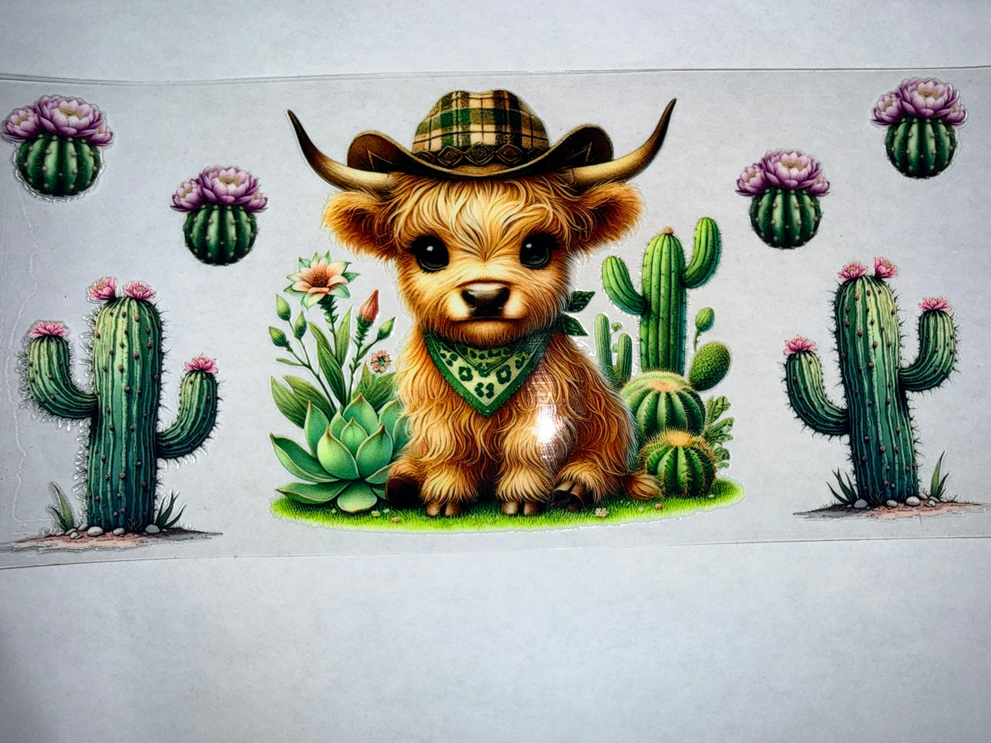 Cows